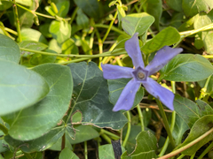 Vinca herbacea