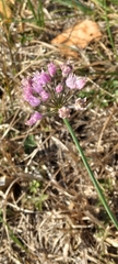 Allium angulosum