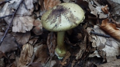 Cortinarius citrinus
