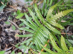 Cyclosorus interruptus