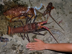 Panulirus penicillatus