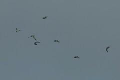 Charadriiformes