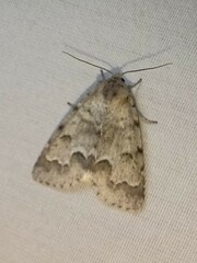 Acronicta innotata
