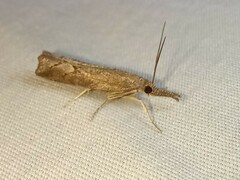 Neodactria luteolellus