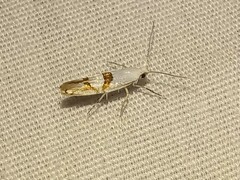 Argyresthia oreasella