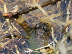 Pleurodema cinereum