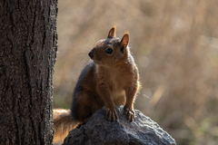 Sciurus anomalus