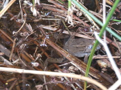 Pleurodema cinereum