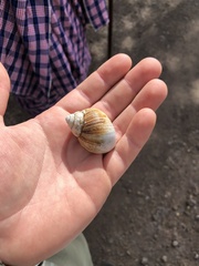 Lissachatina fulica