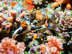 Nembrotha chamberlaini