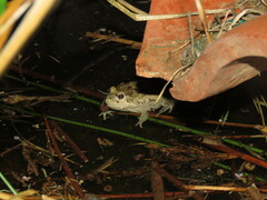 Pleurodema cinereum