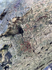 Nectriaceae