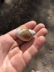 Lissachatina fulica
