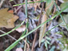 Equisetum ramosissimum