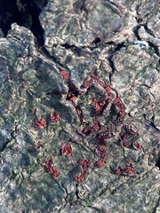 Nectriaceae