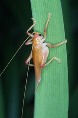 Gryllacrididae