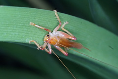 Gryllacrididae