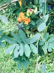 Tephrosia pondoensis