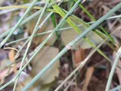 Equisetum ramosissimum