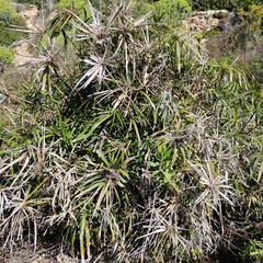 Cyperus alterniflorus
