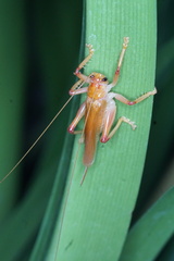 Gryllacrididae