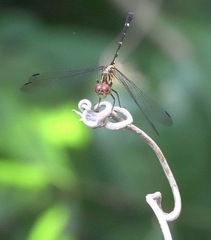 Dythemis nigra