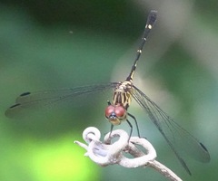 Dythemis nigra