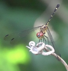 Dythemis nigra
