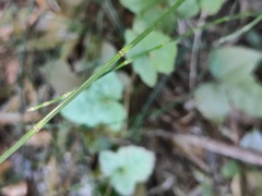 Equisetum ramosissimum