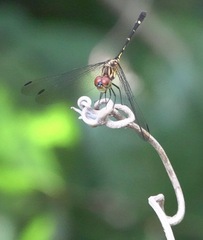 Dythemis nigra
