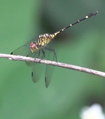 Dythemis nigra