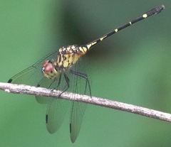 Dythemis nigra