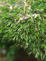 Eucladium verticillatum