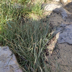 Cyperus laevigatus distachyos