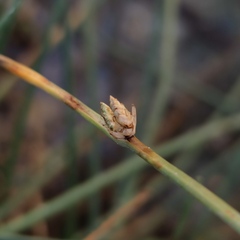 Cyperus laevigatus distachyos