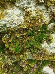 Eucladium verticillatum