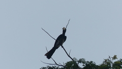 Lophoceros fasciatus