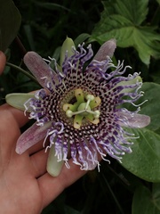 Passiflora ligularis