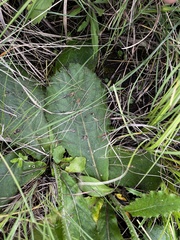 Berkheya rhapontica
