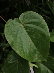 Passiflora ligularis