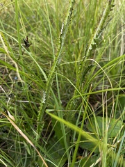Berkheya rhapontica