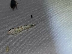 Nectopsyche exquisita