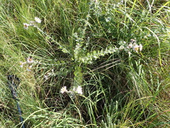 Athrixia phylicoides