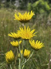 Berkheya rhapontica