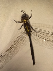 Somatochlora tenebrosa