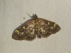 Anania coronata