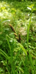 Carex shortiana