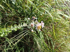 Athrixia phylicoides