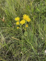 Berkheya rhapontica