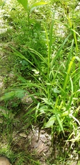Carex shortiana